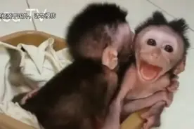 国外印尼人养的两只小猴子叽叽喳喳的叫，好搞笑呢😂视频封面
