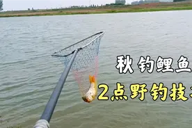 秋季野河钓鲤鱼，2点经验技巧，找对位置提升鱼获视频封面