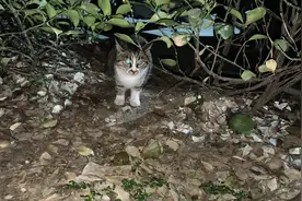 能让更多的人关注救助流浪猫，感觉我所做的一切都有意义。视频封面