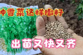 种香菜有技巧，这样撒籽发芽快出苗齐，后期香菜长势旺没病害视频封面
