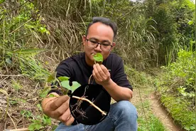 鱼腥草的3种用途厉害了，很多人还不知道，大家一起认识了解下视频封面