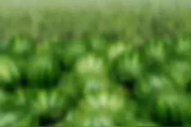 Why are you laughing at me? that's OK