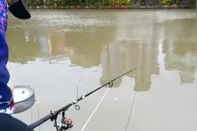 带大家看一下杆上浮漂上大鱼。