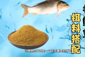 钓鲤鱼，饵料的味型怎么选？