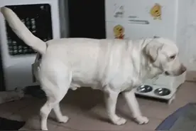 我的拉布拉多犬多多，活泼开朗可爱看家保护主人