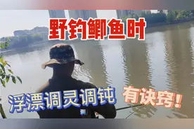 野钓鲫鱼时，浮漂调灵调钝有诀窍，这两种调法效果好、适用性强视频封面