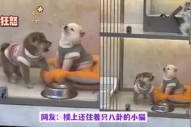 网友拍到狗狗在吵架，火力全开震惊现场，看到真相的我笑出猪声视频封面