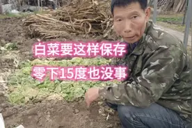 白菜要这样保存，零下15度也没有事，自古到今一直用这个方法视频封面