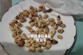 自己栽培的，非转基因黄豆发豆芽，五天跟踪记录，和你买的一样吗视频封面