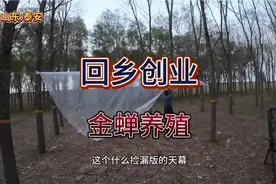山东小伙回乡创业金蝉养殖第三年。产量还是无法满足预期收益