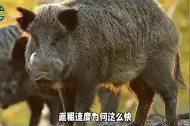 家猪放生一年后，就会野化成有獠牙的野猪？返祖速度为何这么快？视频封面