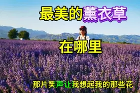 新疆最美的薰衣草庄园在哪里？视频带你看……