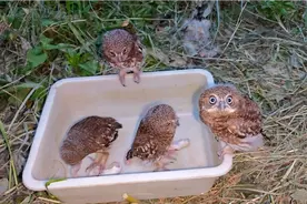 人工孵化的小猫头鹰们已经会自己吃老鼠了！视频封面