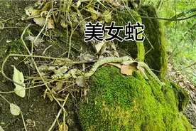 美女蛇属于游蛇科，学名玉斑锦蛇，全长可达1米左右。无毒蛇类！视频封面