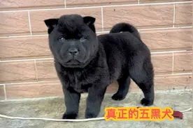 真正的五黑犬平时很少遇见，今天到深山里去，偶然遇见一只视频封面