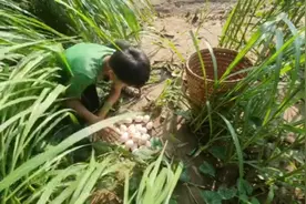 男孩去河边捡野鸭蛋，在市场上卖掉作为生活费视频封面