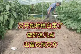 又开始种植大白菜了，做好这几点，出苗又快又齐，老方法老经验视频封面