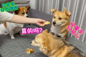 给5只狗狗喂榴莲，每只狗狗的反应截然不同，看完笑得人肚子疼！