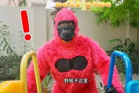 大猩猩视频封面