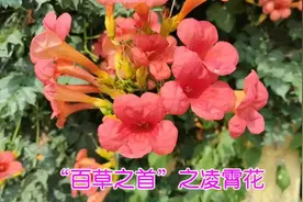 凌霄花古人称其“百草之首”，花可泡茶，叶可洗脚，快来了解一下
