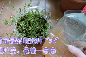 太阳花喝了这种“水”，15天就能枝繁叶茂，花苞一串串，太管用了视频封面