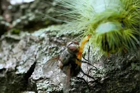 苍蝇在毛虫身上产卵寄生，毛虫最后被吃成了空壳