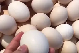 鸡蛋不用放冰箱-记住这3招-这样保存3个月都是新鲜的