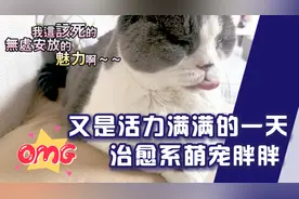 治愈系大猫咪胖胖 又是活力满满的一天呀！视频封面