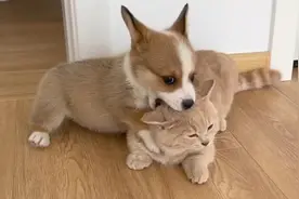 小时候的柯基是奶萌天使，长大后的柯基是油腻大叔！