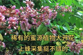 杨桃树花期大开，蜂群出勤积极采了不少花粉，就是不知道流蜜怎样