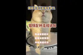 猫咪配种流程讲解，如何判断母猫发情，怀孕，配猫需要注意的事项视频封面
