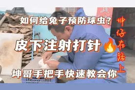 如何给兔子预防球虫？皮下注射打针位置，坤哥手把手一分钟教会你