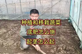 种植和移栽蔬菜，底肥怎么施？怎么起垄？这些技能不能不学视频封面