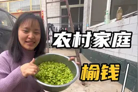 河南美食榆钱，现在这个正是应季野菜，一家人围坐共享这乡村美食视频封面