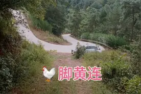 鸡脚黄连入药部位为其根、茎，味苦，性寒，具有清利湿热视频封面
