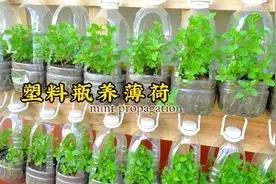 薄荷是很好用一种香料植物，用塑料瓶就能养出用不完的薄荷视频封面