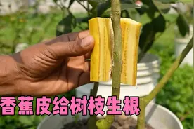 用香蕉皮也能给树枝生根变成树苗 快速制作小盆景视频封面