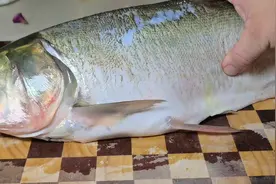 这才是鲢鱼最好吃的做法，鲜香滑嫩无腥味，上桌大人孩子都抢着吃