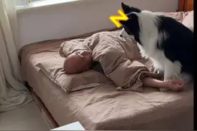 为什么不建议养边牧。看完你就知道了。视频封面