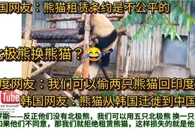 外网热评熊猫，俄罗斯网友：我们用五只北极熊换一只熊猫。视频封面