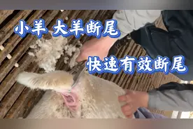 大羊 羔羊断尾 快速有效断罪 羊不受罪视频封面