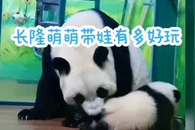 长隆大熊猫萌萌带崽好可爱，与妹猪嬉戏。视频封面