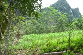 小伙野外手工建造一间土坯屋子，这技术到原始社会，不会被饿死