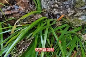 石菖蒲的功效与作用