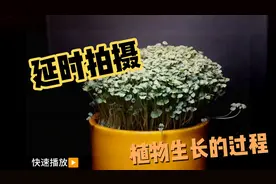延时拍摄植物的生长全过程