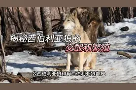 独家揭秘西伯利亚狼交配：神秘而诱人的繁殖过程视频封面