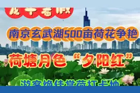龙年署假，南京玄武湖500亩荷花争艳！荷塘月色“夕阳红″！视频封面
