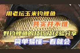 为什么你用玉米总是钓不到鲤鱼，很多钓友在打窝的环节一错再错视频封面