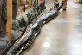 蟒蛇的消化奇观：心脏扩张与白色血液的秘密