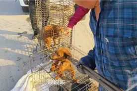 街头称王称霸的小狗，到狗市直接吓坏，铁夹下叫都不叫一声视频封面